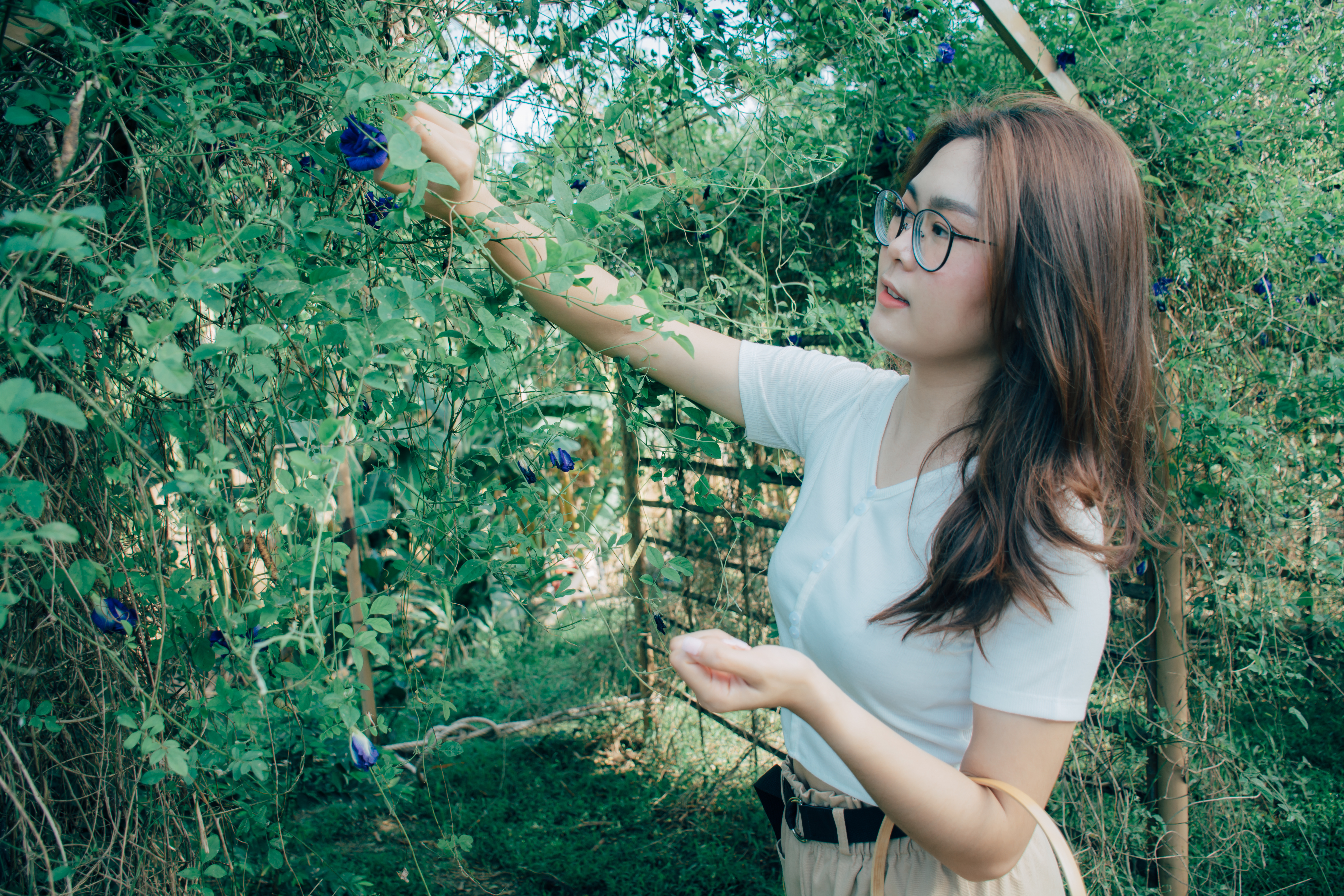 Hands holding vibrant butterfly pea flowers